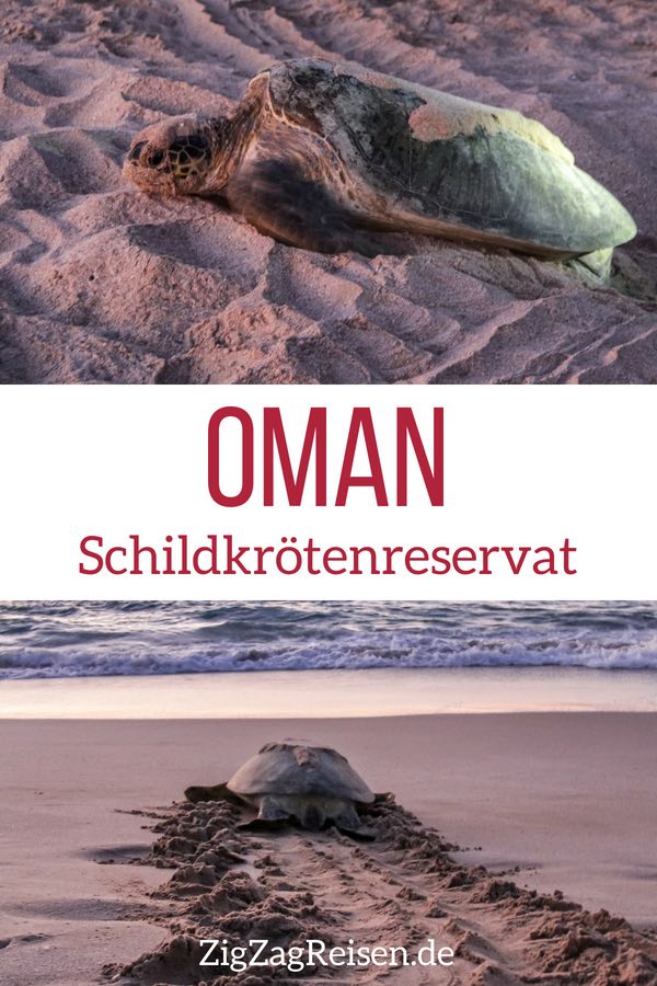 Ras al jinz turtle reserve Oman Schildkroten