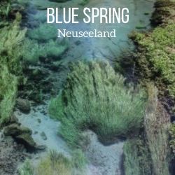 Blue Spring Neuseeland reisefuhrer