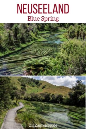 Blue Spring Te Waihou walkway Neuseeland reisen