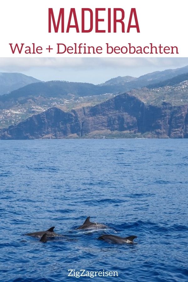 walebeobachtung Madeira wale delfine beobachten Pin