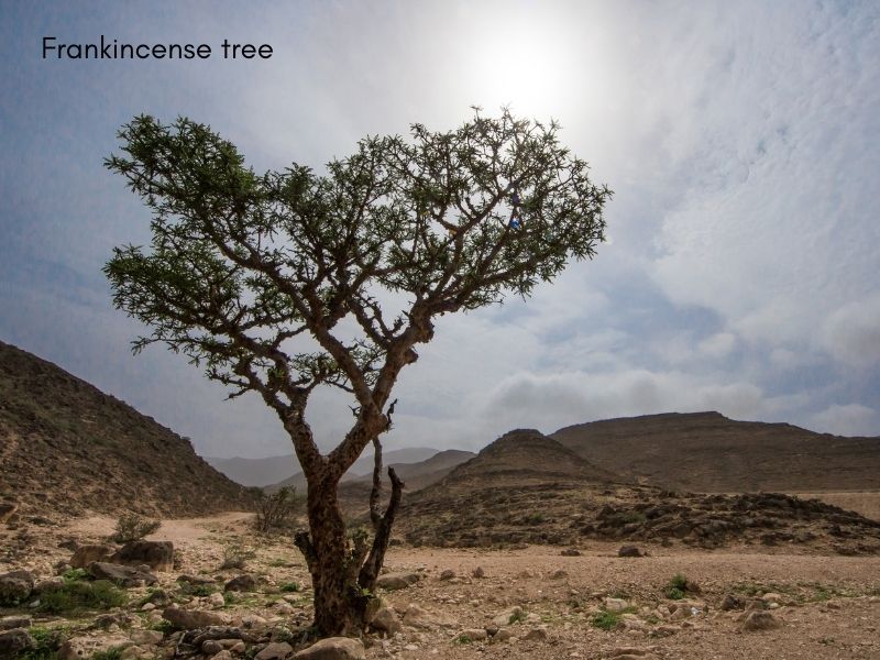 Weihrauchbaum in der Nähe von Salalah Oman